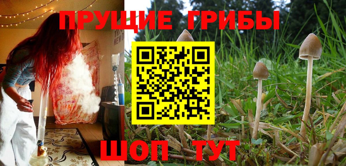 купить наркотики цена  Псилоцибиновые грибы Cubensis  Вход с VPN  Шадринск 